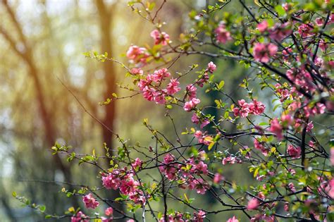 Spring April Nature Free Photo On Pixabay Pixabay