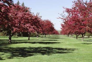 White oil is an easy and inexpensive pesticide to prepare. How to Make Organic Fruit Tree Spray | Home Guides | SF Gate