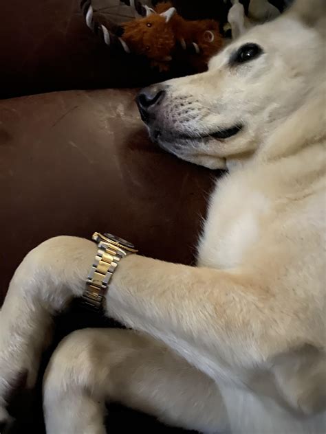Your Rolex Your Dog And Your Caption Page 32 Rolex Forums