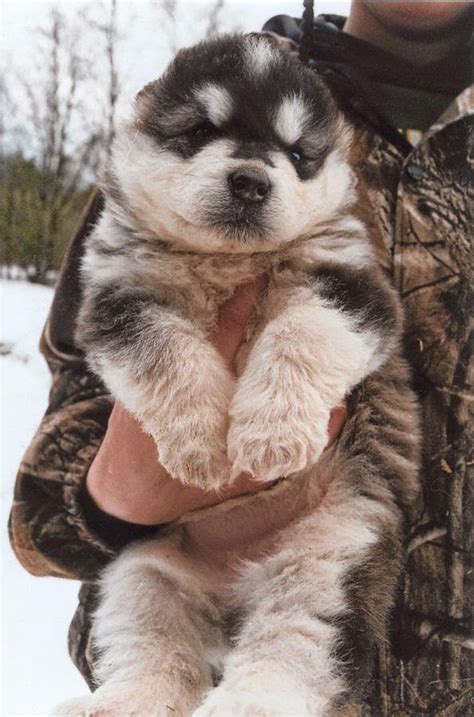 white wolf  chubby alaskan malamute puppies     smile