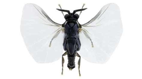 Strepsiptera The Extremely Weird World Of The Stylops