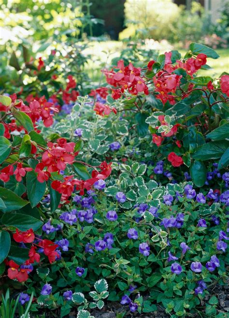 17 of the Best Annual Plant Pairings For Summer-Long Color | Annual plants, Annual bedding 