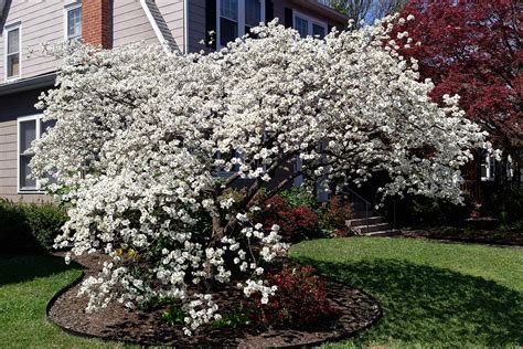 Flowering shrubs flowers plants shrubs summer gardening gardening summer ideas. The Best Flowering Trees for Dallas and Fort Worth, TX ...