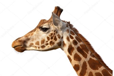 Giraffe Head Close Up