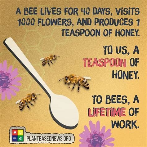 Plant Based News Ⓥ On Twitter To Us A Teaspoon Of Honey To A Bee A