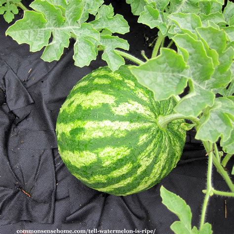 The meme suggests that when you lean into the watermelon bin at the supermarket, you want the smaller, more round male watermelon instead of the how to pick a watermelon. How to Tell if a Watermelon is Ripe - 4 Tips to Pick a ...
