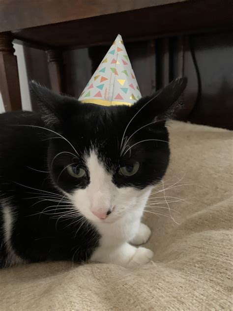 My Cat In A Party Hat R Aww