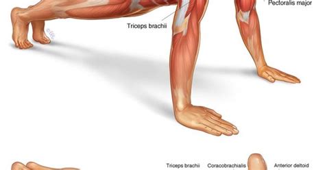 Then proceed to do as many push ups as you comfortably can. arm muscles anatomy | Push-up muscle anatomy. | Muscle ...