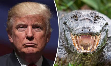 Orange Alligator Nicknamed Trumpgator Sparks Comparisions To Donald