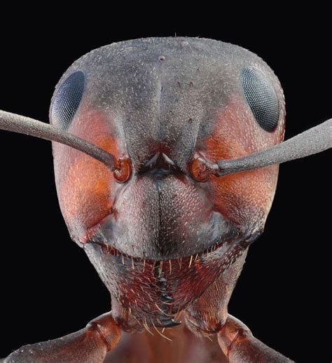Electron Microscopy Photos Imgur Wood Ants Ants Animals Bugs