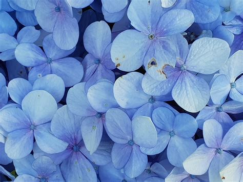 Naturally Blue Flowers