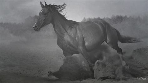 Caballo En Negro Blanco 6 Hd Desktop Wallpaper Widescreen Alta