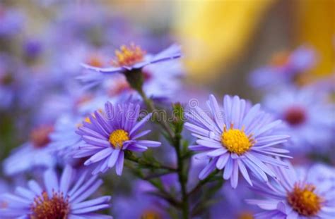 Blue Aster Flowers Stock Photo Image Of Decorate Lawn 149361822