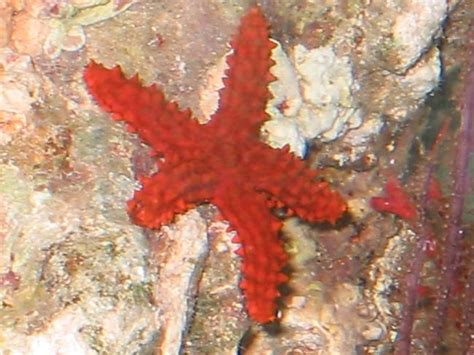 Reef Safe Starfish Saltwaterfish Forum