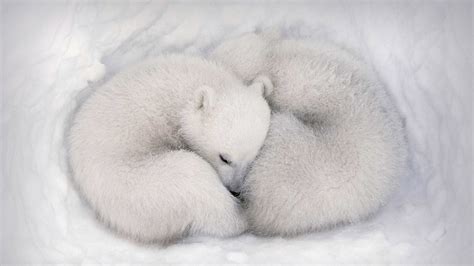 Twin Polar Bear Cubs Asleep In A Snow Den In Wapusk National Park