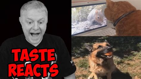 Taste Reacts 2 Funny Cat And Dog Vines Youtube