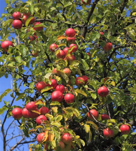 We are brisbane's premier fruit tree nursery, with all the best fruit trees for growing in our subtropical climate. Fruit Trees - Canton Road Garden Center - Akron, Ohio