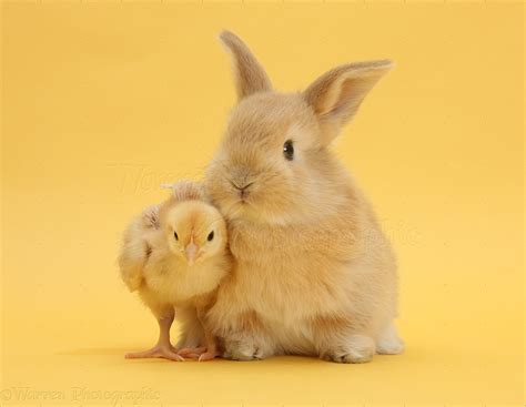 Cute Sandy Rabbit And Bantam Chick On Yellow Background Photo Wp33636