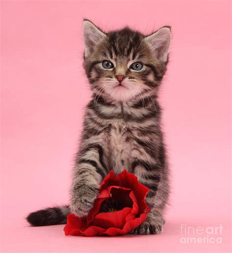 Valentine Tabby Kitten Photograph By Warren Photographic
