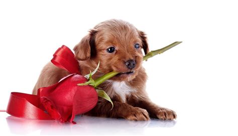 Valentine Animal Wallpapers And Backgrounds 4k Hd Dual Screen