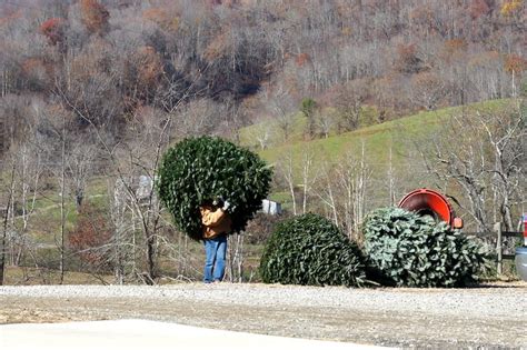12 Festive Christmas Tree Farms In North Carolina Locations