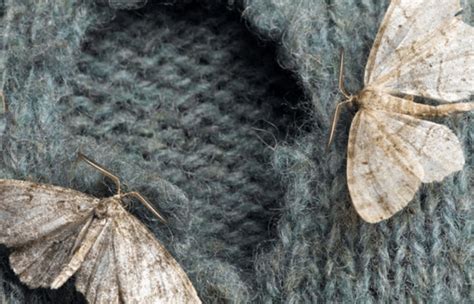 Epidemic Of Clothes Moths Strikes Rare Furnishings And Fabrics