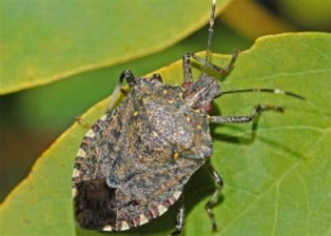Stink Bugs Archives Pest Control Hacks