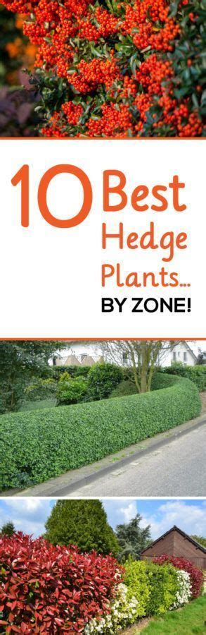 Top 12 Best Hedge Plantsby Zone Gardenlovin Rooftop Garden