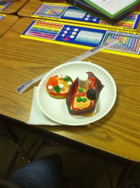 My Fifth Grade Project And Animal And Plant Cell Edible Model Plant