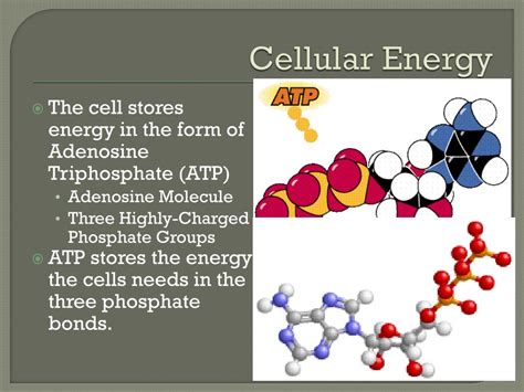 Ppt How Does The Cell Make The Energy It Needs To Survive Powerpoint