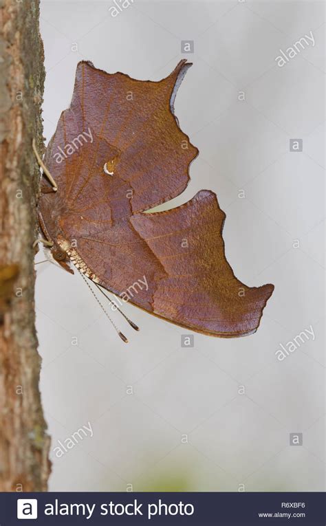 Elm Tree Bark Stock Photos And Elm Tree Bark Stock Images Alamy