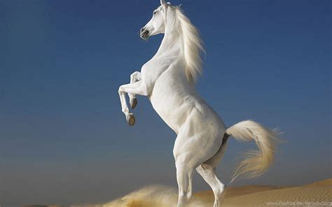 Cool Horses Wallpapers Top Free Cool Horses Backgrounds Wallpaperaccess