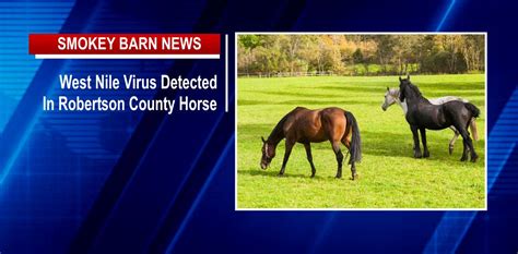 West Nile Virus Found In Robertson County Horse Smokey Barn News