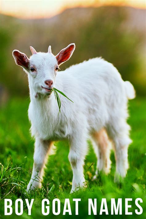 Boy Goat Names 200 Ideas For Your New Male Goat