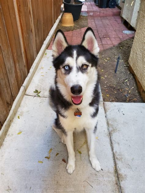 However, one hereditary condition which affects alaskan husky dogs, but not siberians, is alaskan husky encephalopathy (ahe). Alaskan Husky Puppies For Sale | Essex Street, San Diego ...