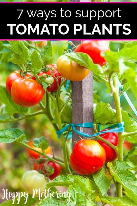 7 Ways To Support And Stake Tomato Plants Stake Tomato Plants