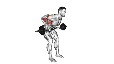 Ez Bar Reverse Grip Bent Over Row Video Guide And Tips