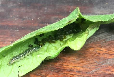 Caterpillars On Tomato Plants Plants Ba