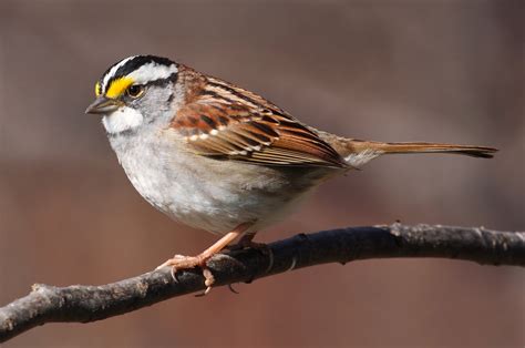 Images Of United Sparrows Japaneseclassjp