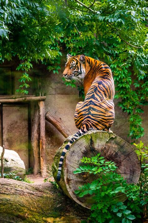 Sumatran Tiger Panthera Tigris Sumatrae Is A Rare Tiger Subspecies That