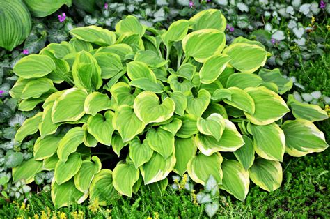 Full Sun Hostas Grow Well Even Without Shade
