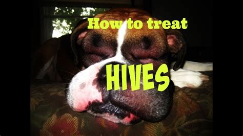 What To Do If Your Dog Gets Hives Youtube