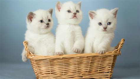 Three Kittens In A Basket