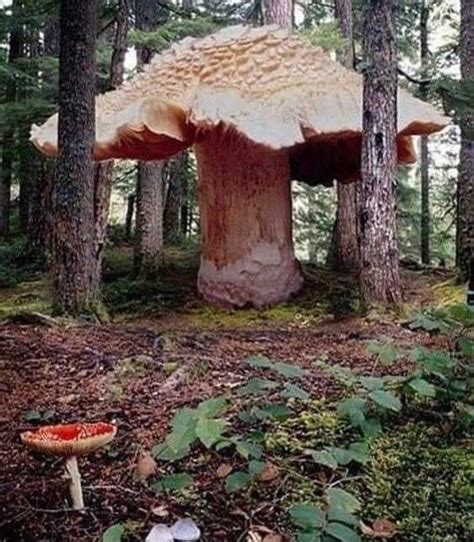 Strange But True This 2400 Year Old Mushroom Is The Largest Living