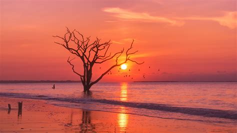Tree In Sunset Wallpapers Wallpaper Cave