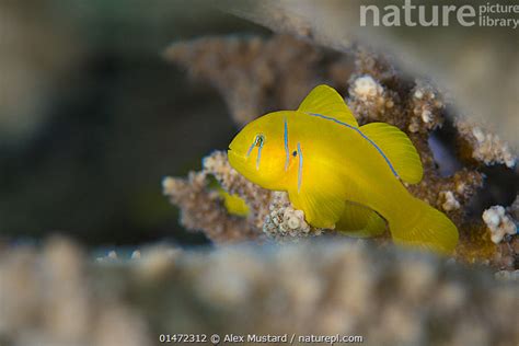 Stock Photo Of Lemon Coral Goby Gobiodon Citrinus Sheltering In The