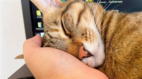 飼い主の手を枕にして寝る猫…しかし衝撃の真実が判明した… youtube