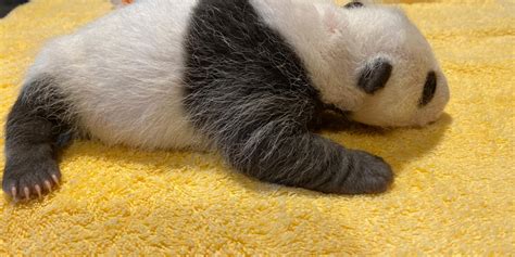 National Zoos Panda Cub Is So Plump Its Almost As Round As It Is Long