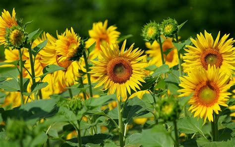 Sunflower Flowers Bing Images Sunflower Garden