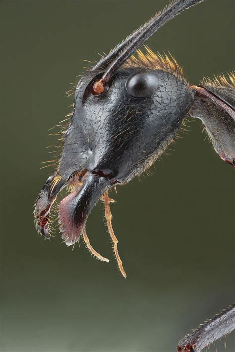 The Face Of The Camponotus Gigas Ant Ants Weird Insects Macro Photography Insects Cool Insects